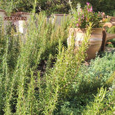 Organic  Rosemary  Hydrosol Rosemary Garden